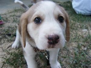 Android Spyware Disease & Medication Arabic Version