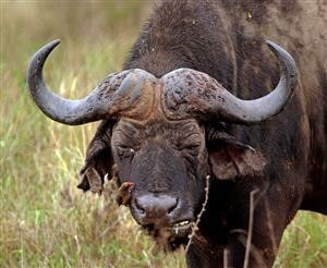 Free Spy App for Android in India