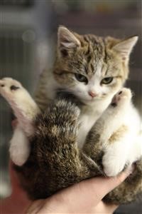 Spy Phone App Android