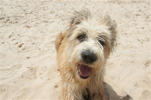 Spy Hidden Voice Recorder Android