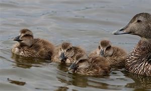 Spy Apps Android Erkennen