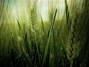 Spy Mouse for Android