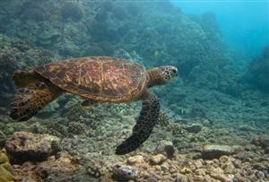 Flexispy Android Spy App Free Download