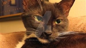 Android Call Recording Spy App