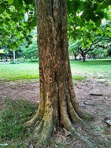 Check My Android Phone for Spyware