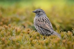 Spy Phone App Free Download for Android