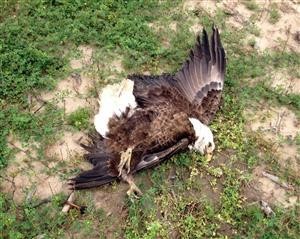 Zeal Spy Application Android