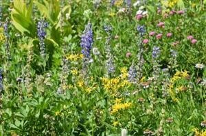 Spy Gps Android Free